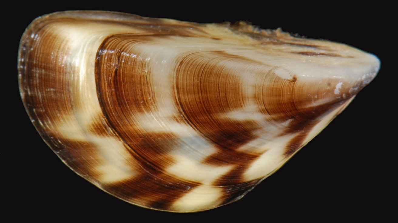 Zebra_Mussel