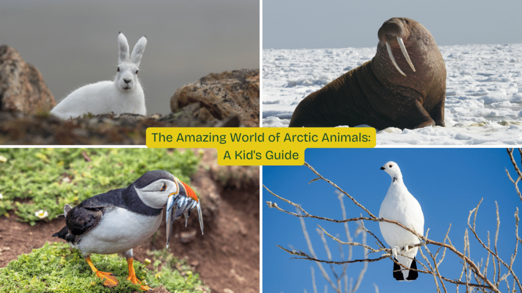 arctic animals for kids