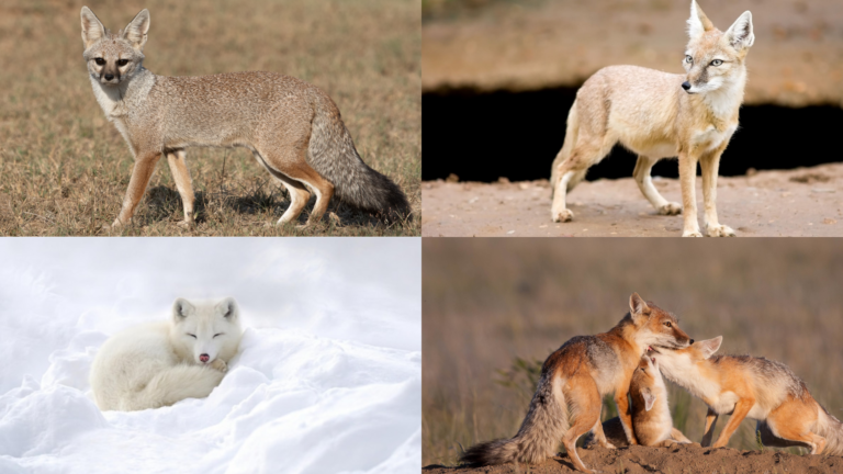 types of foxes