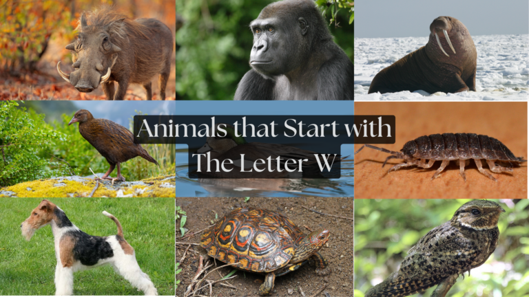 what animal starts with w