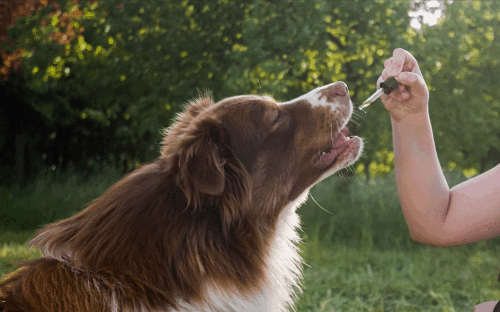 6 Essential Reasons to Add CBD to Your Dog’s Daily Routine