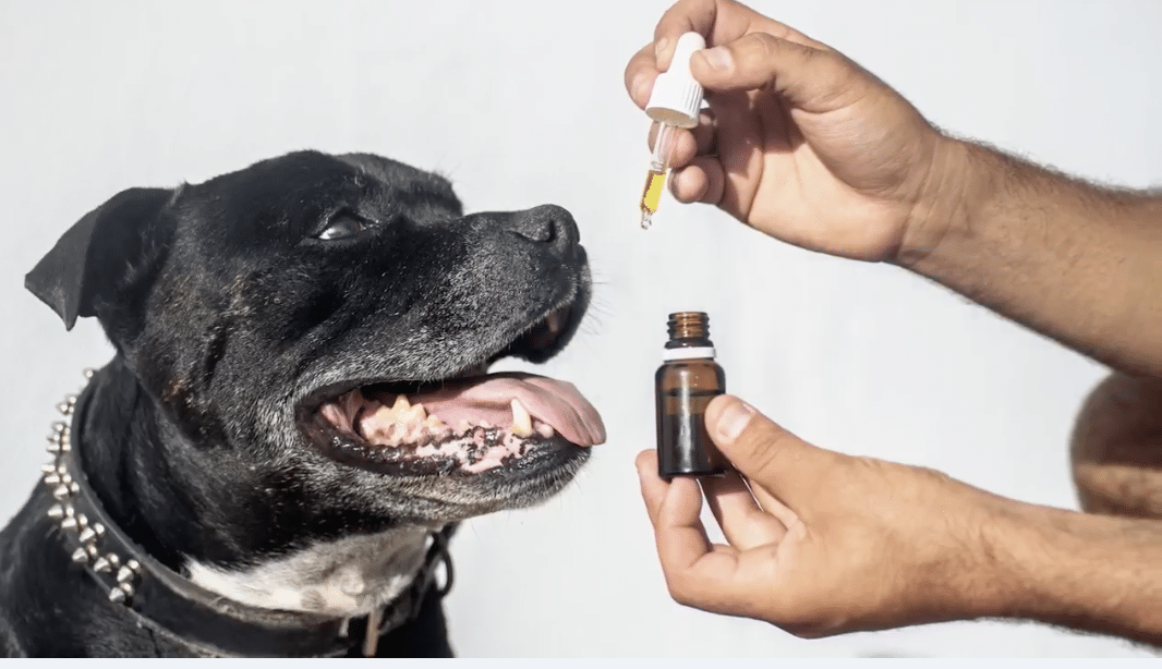 CBD Supports Healthy Joints and Mobility