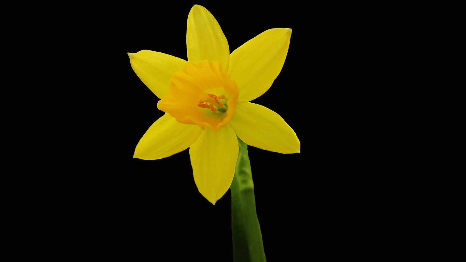 Daffodil