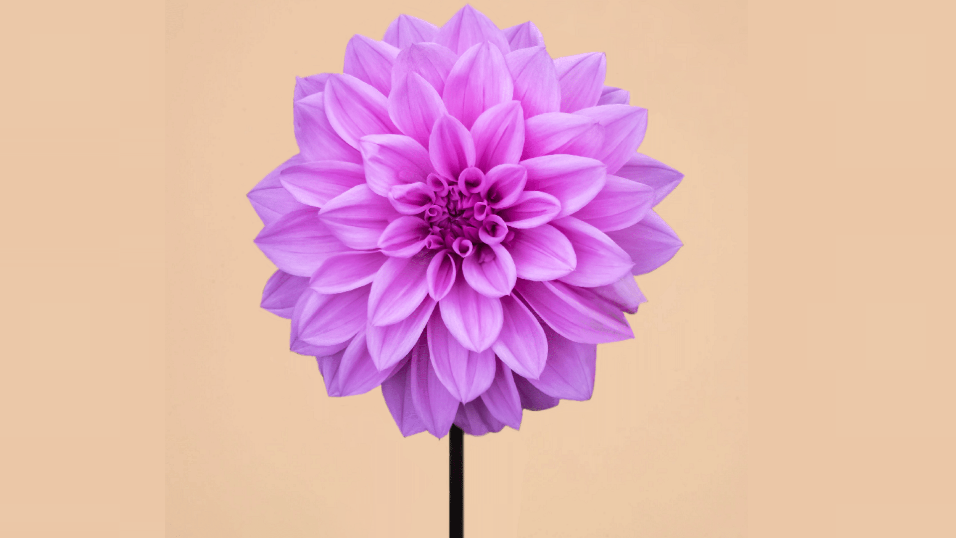 Dahlia