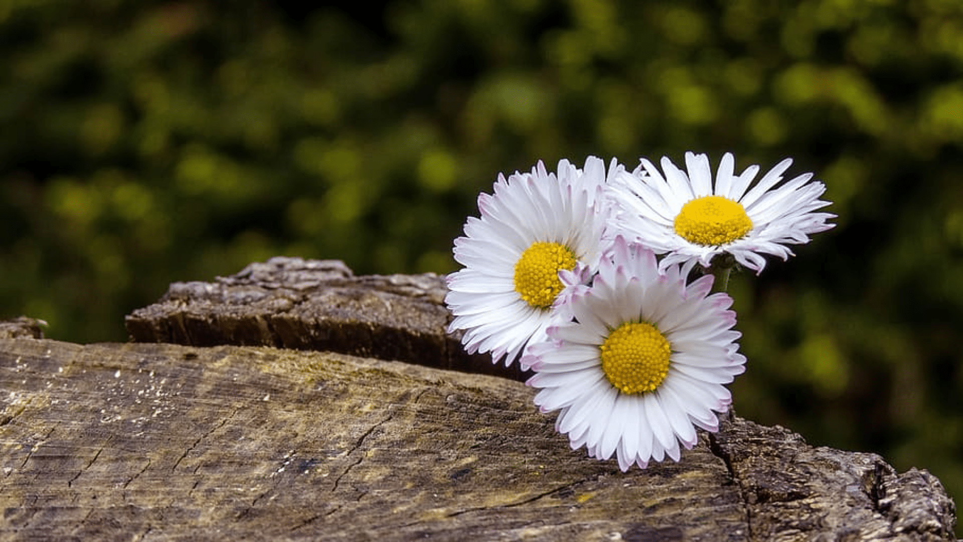 Daisy