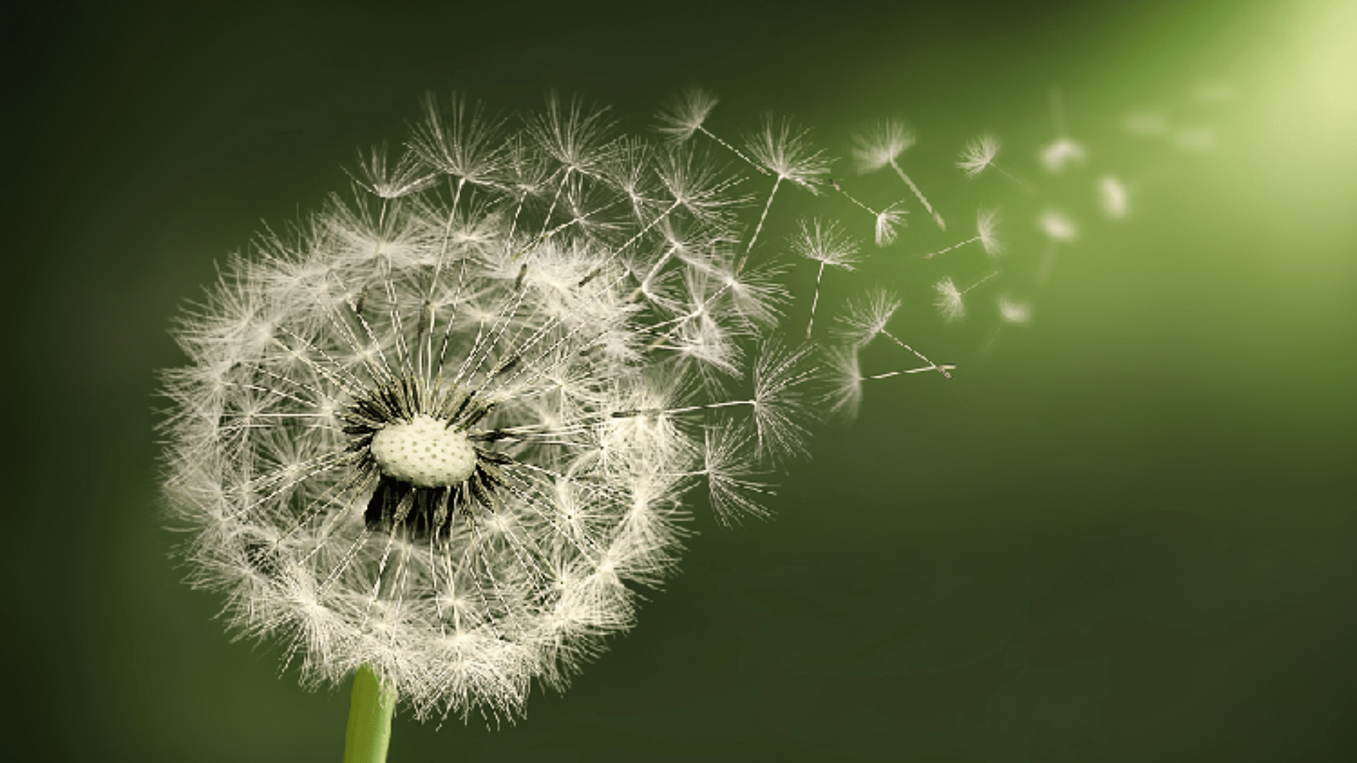 Dandelion
