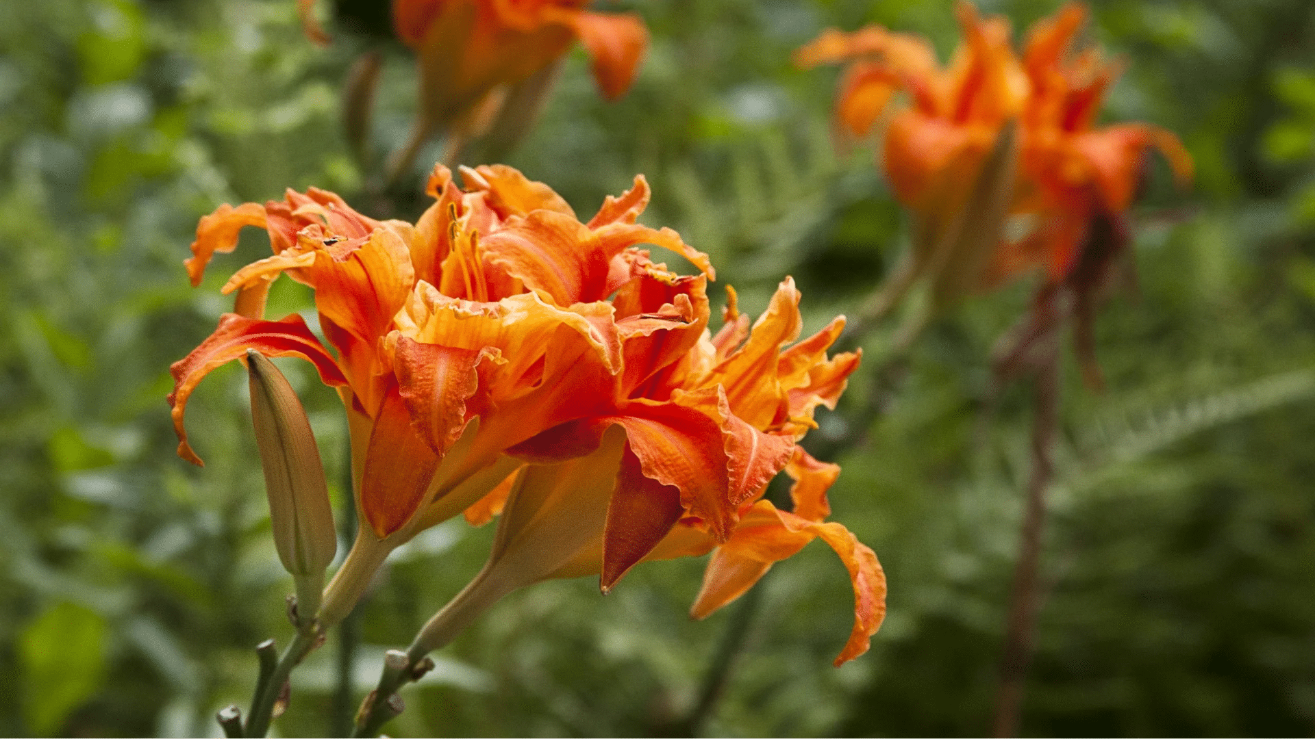 Daylily