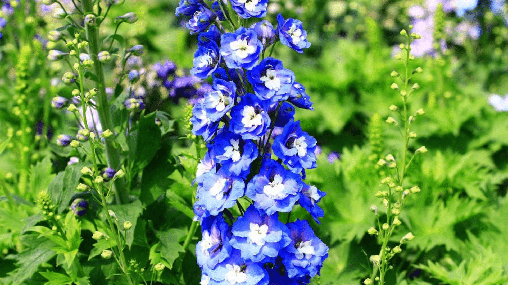 Delphinium