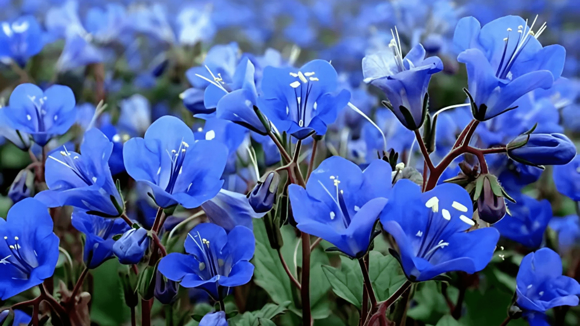Desert_Bluebell