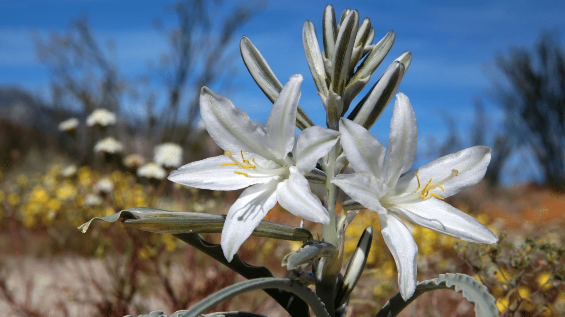 Desert_Lily