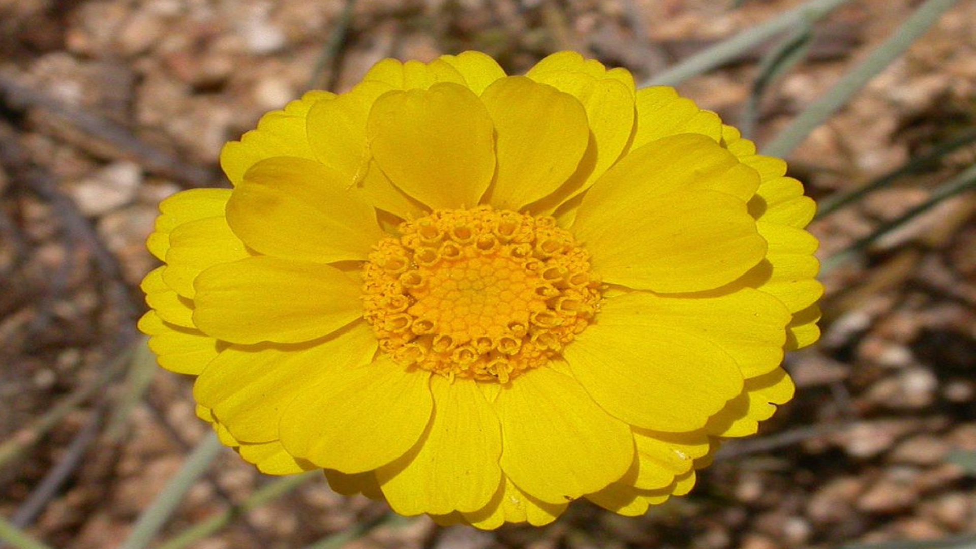 Desert_Marigold