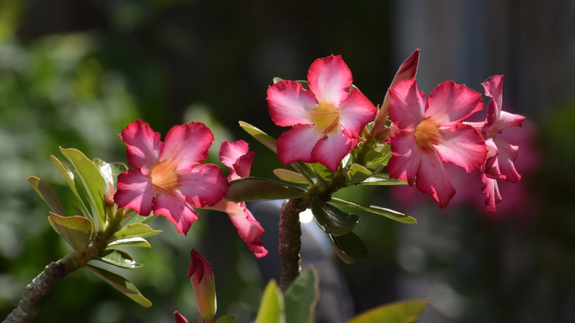 Desert_Rose