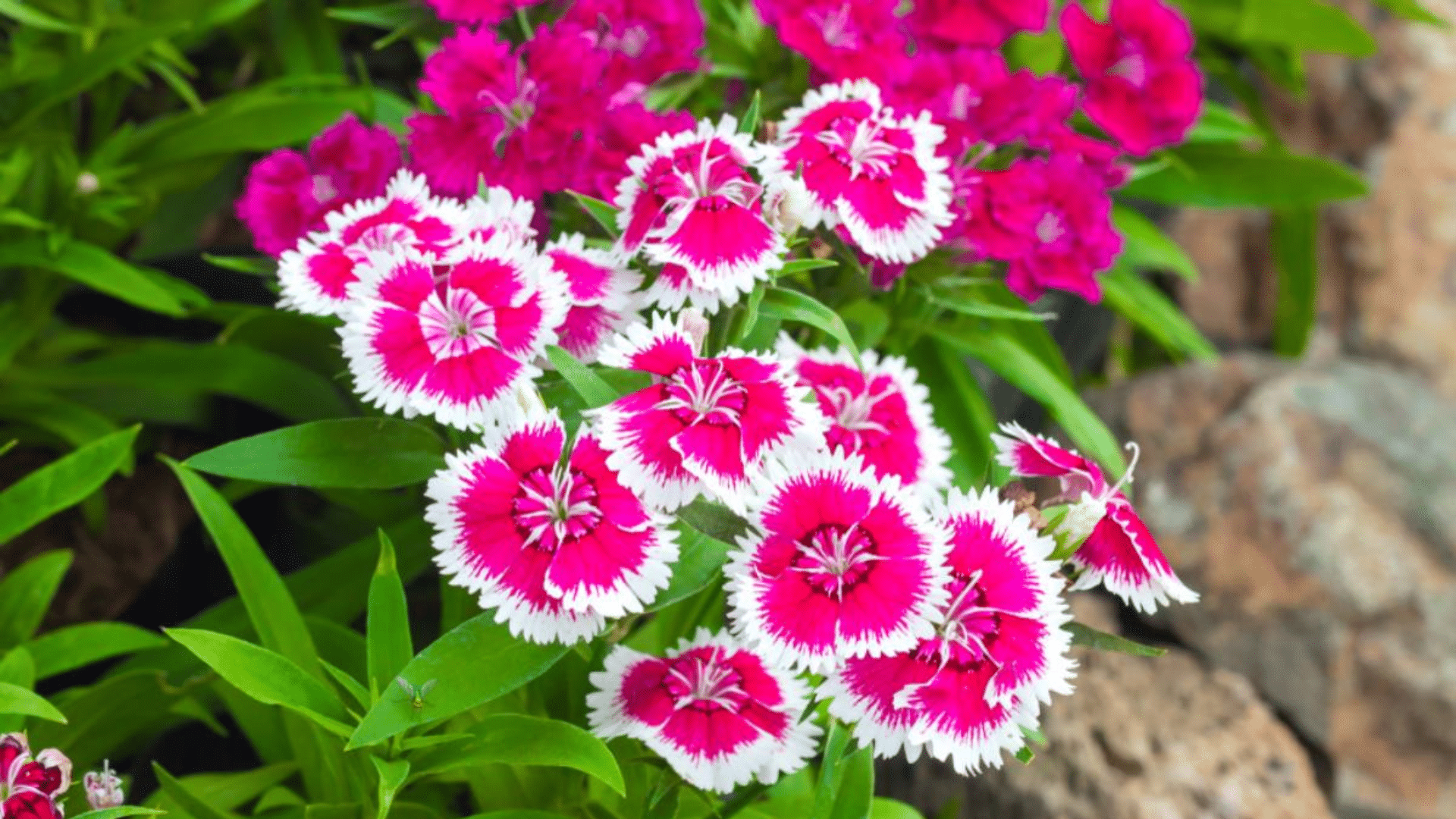 Dianthus