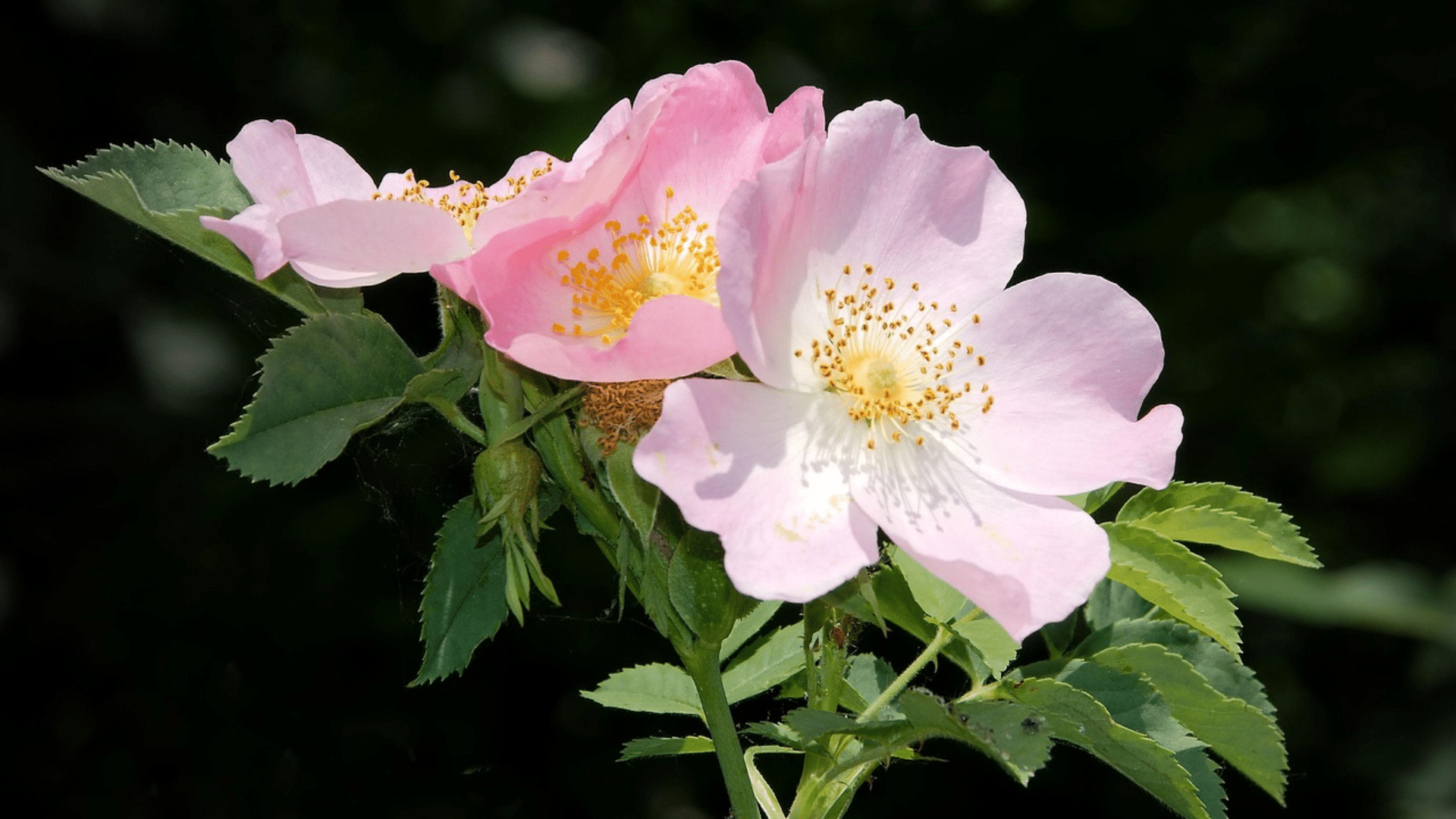 Dog_Rose