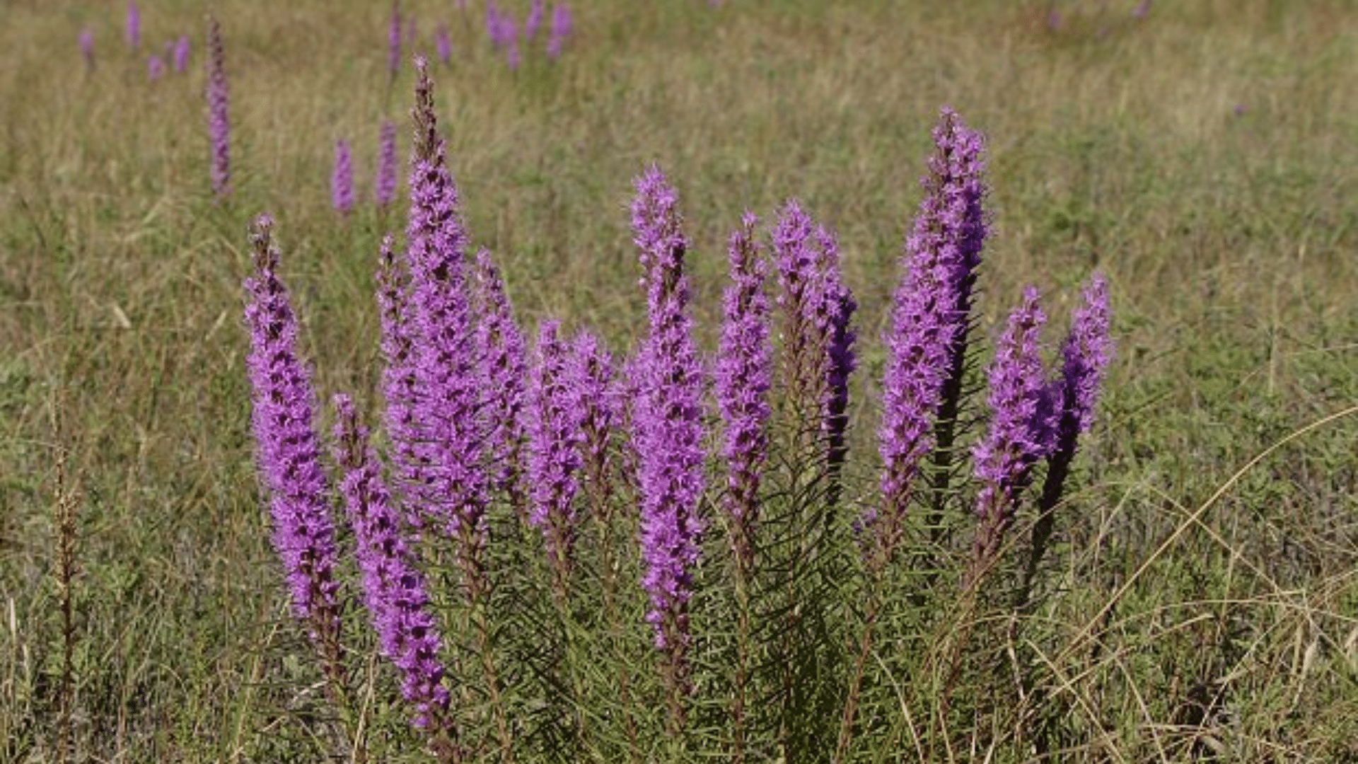 Dotted_Blazing_Star