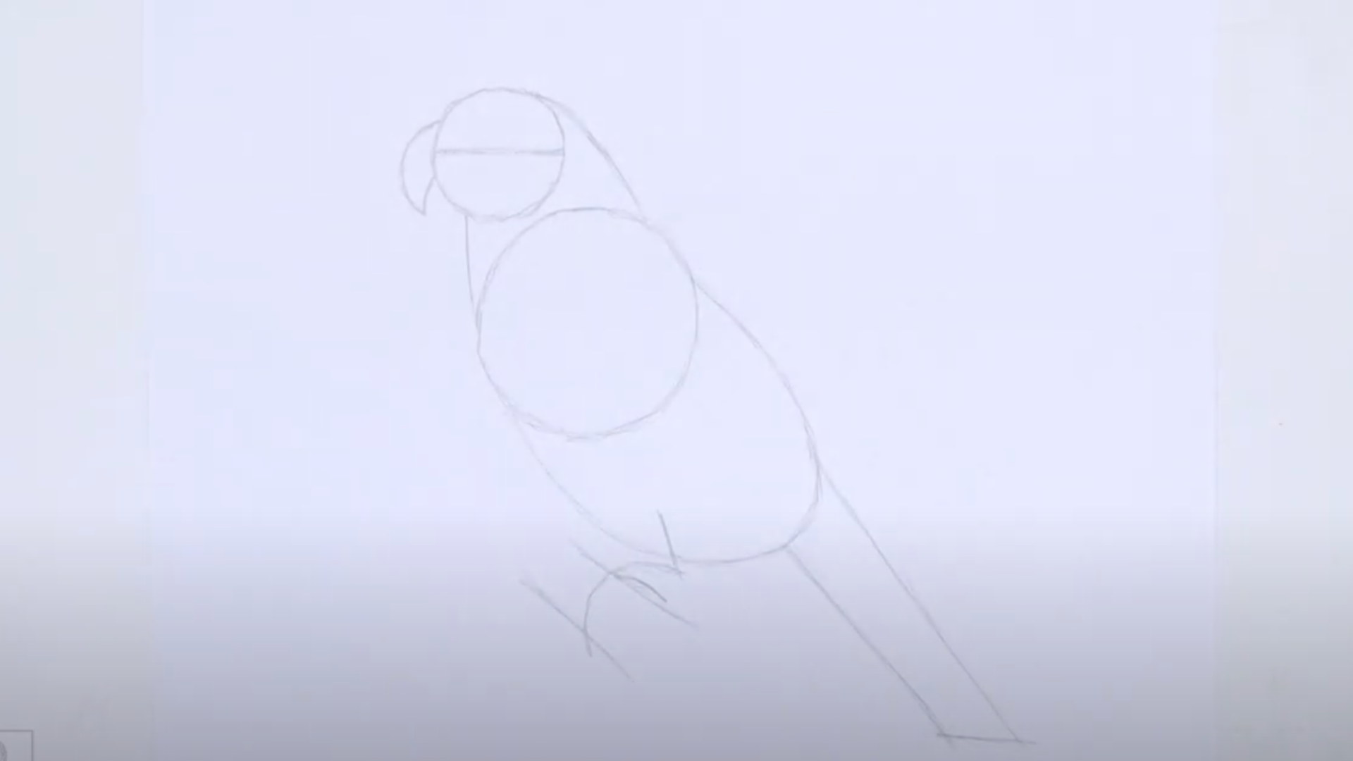Draw_the_Beak_and_Tail_Guides