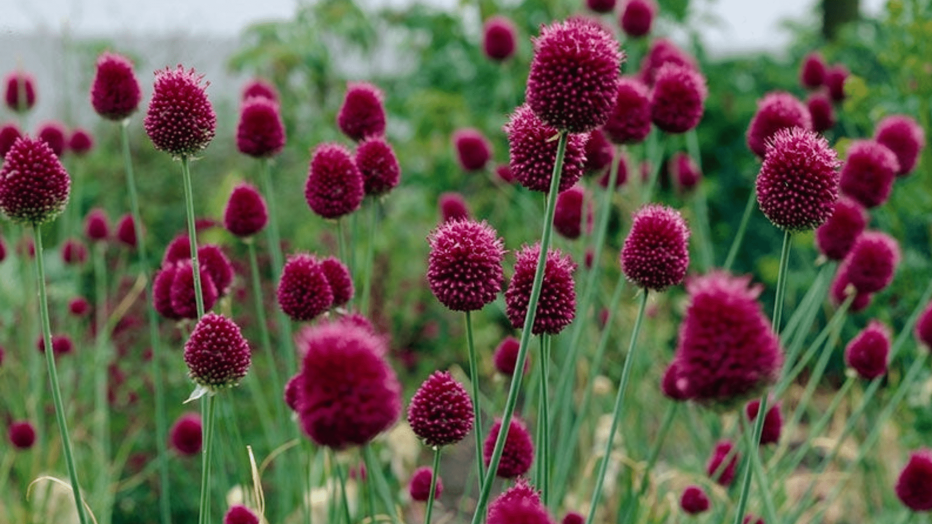 Drumstick_Allium