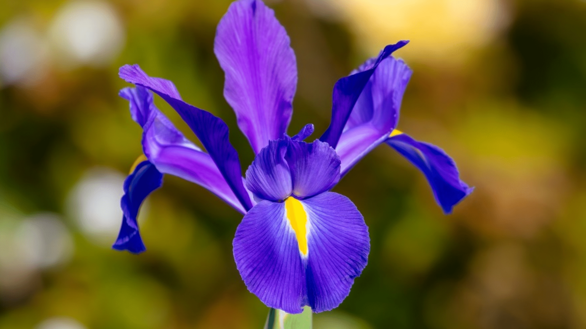 Dutch_Iris