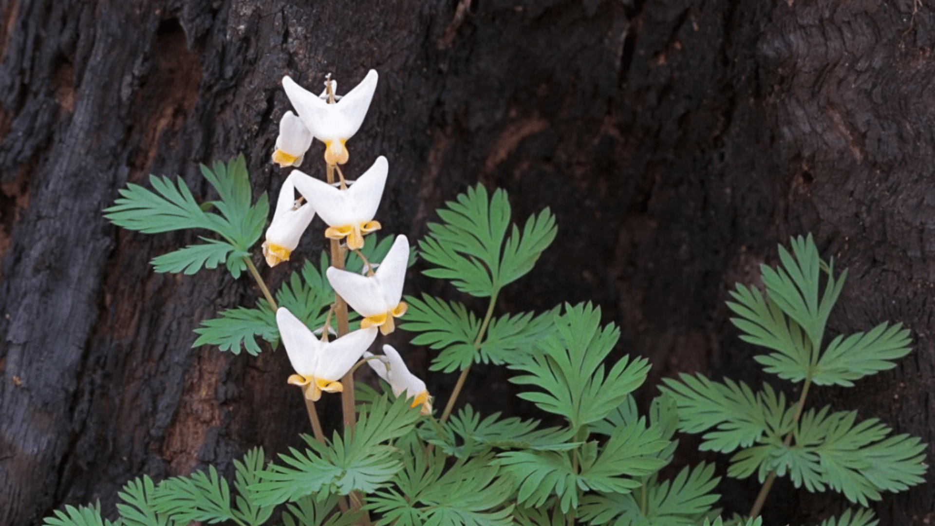 Dutchmans_Breeches