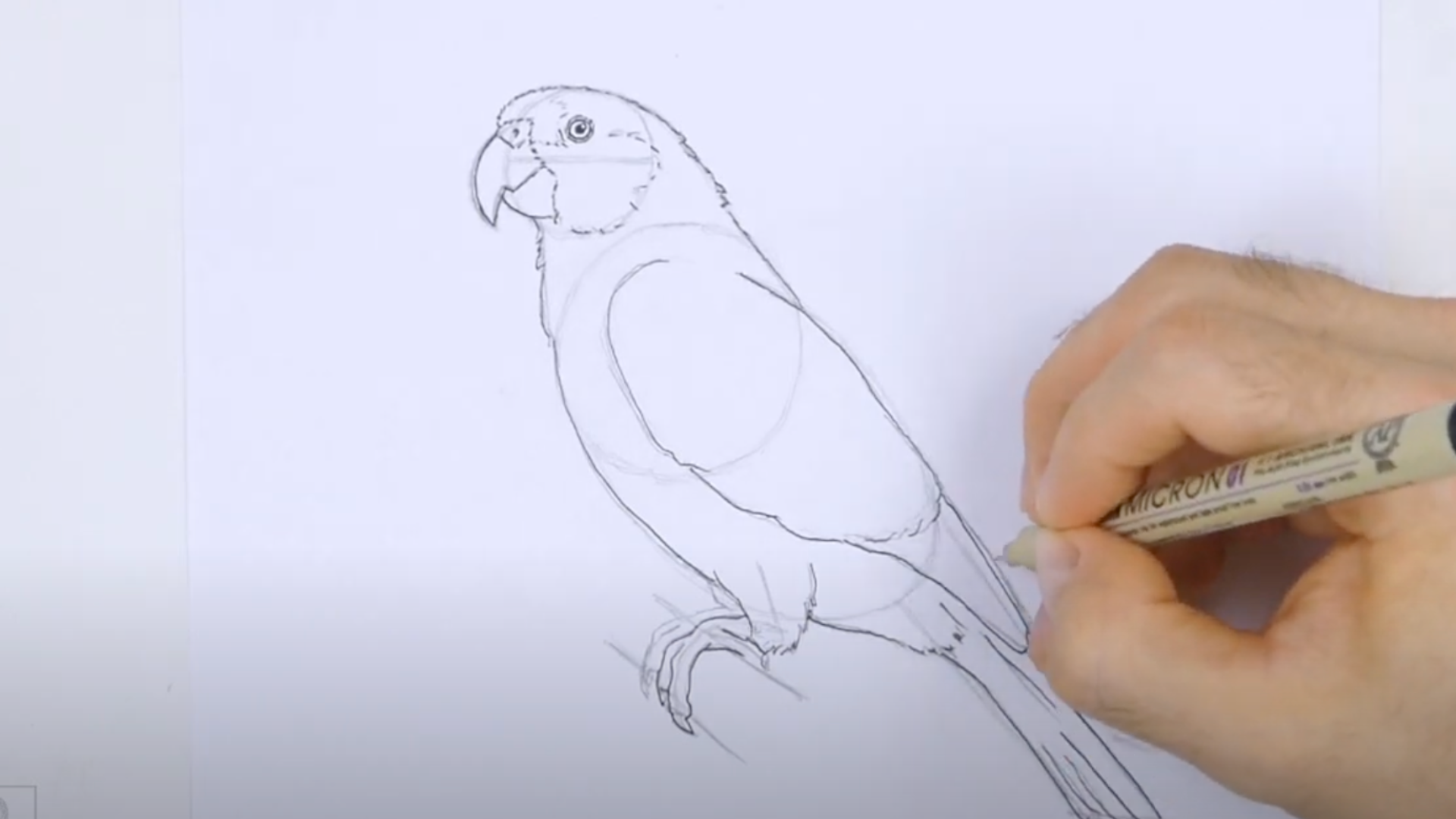 Refine_the_Parrots_Features
