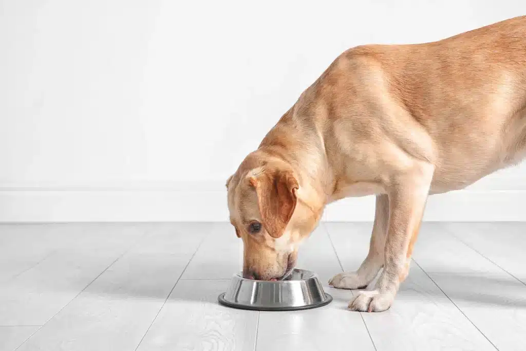 How to Improve a Dog’s Appetite