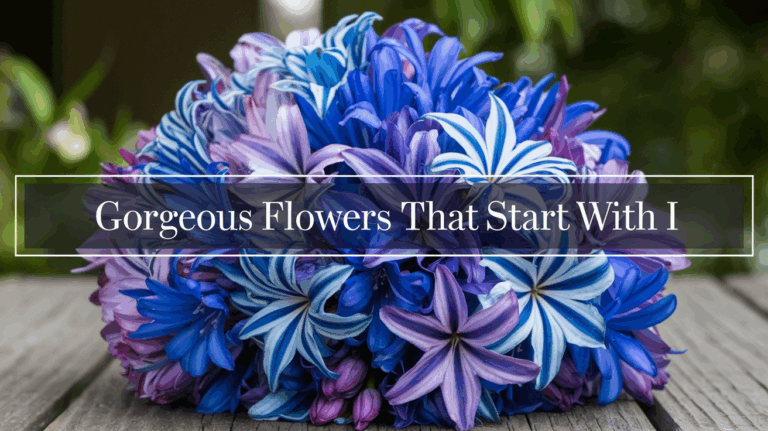 flowers that start with i