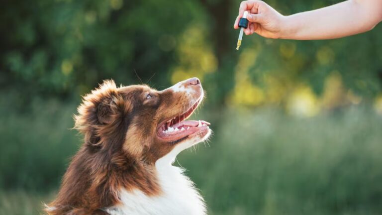 Benefits of CBD Chews for Your Pup's Health