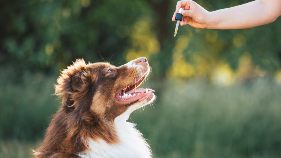 Benefits of CBD Chews for Your Pup's Health