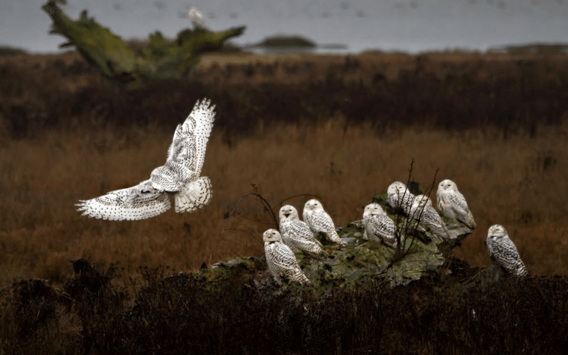 Do All Owls Migrate During Winter?
