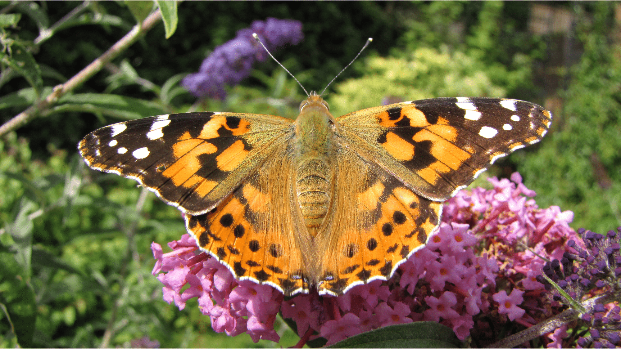 Fun Facts About the Painted Lady Butterfly You Didn’t Know