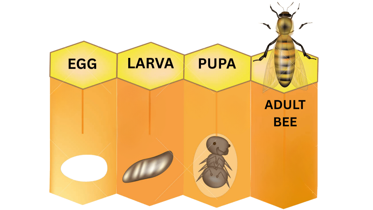 Life Cycle of A Bee for Kids