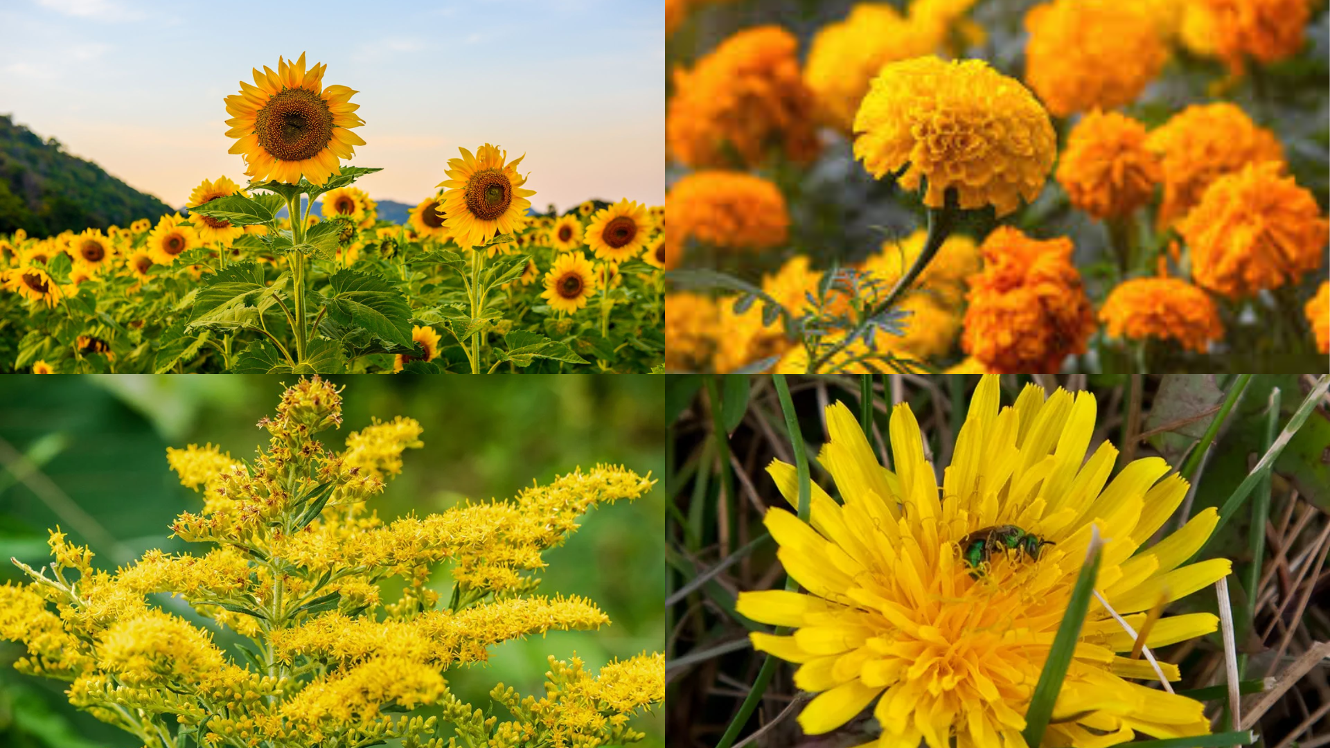 Naturally_Blooming_Beauties_in_Yellow