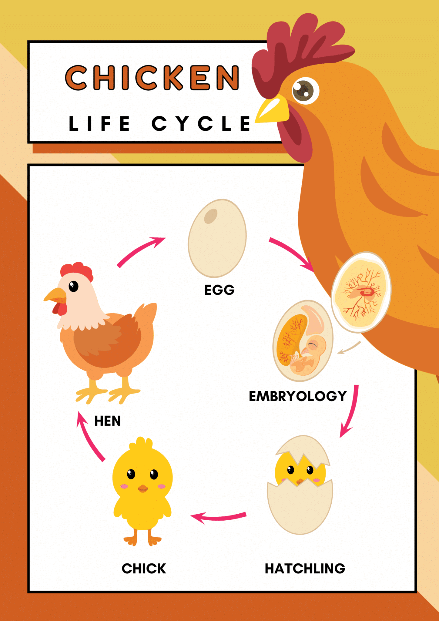 Understanding the Life Cycle of a Chicken for Kids
