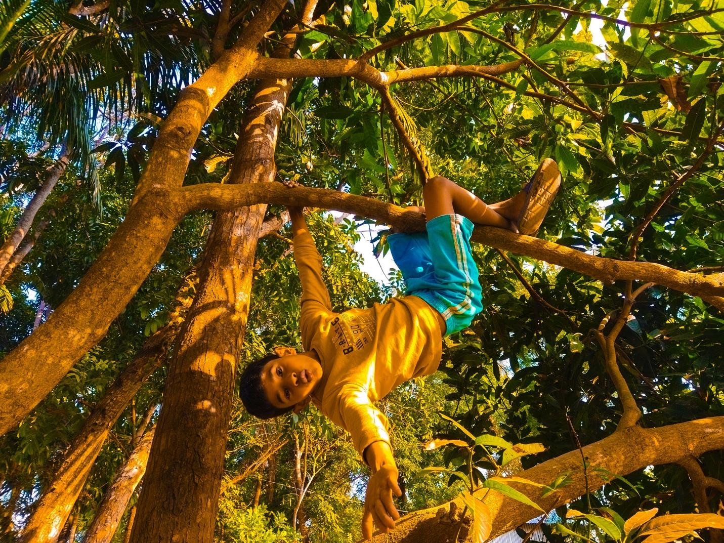 A child from a tree

Description automatically generated