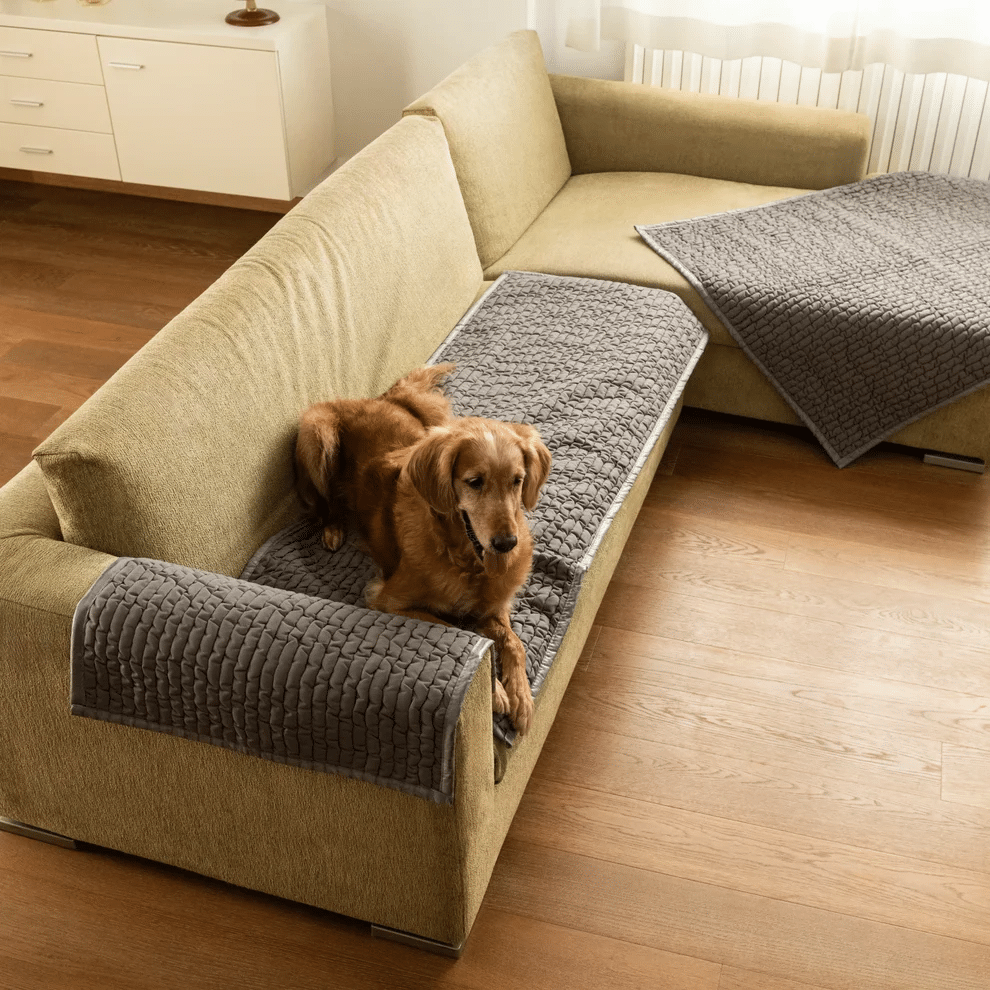 Pet-Friendly Home Design: A Growing Interior Movement