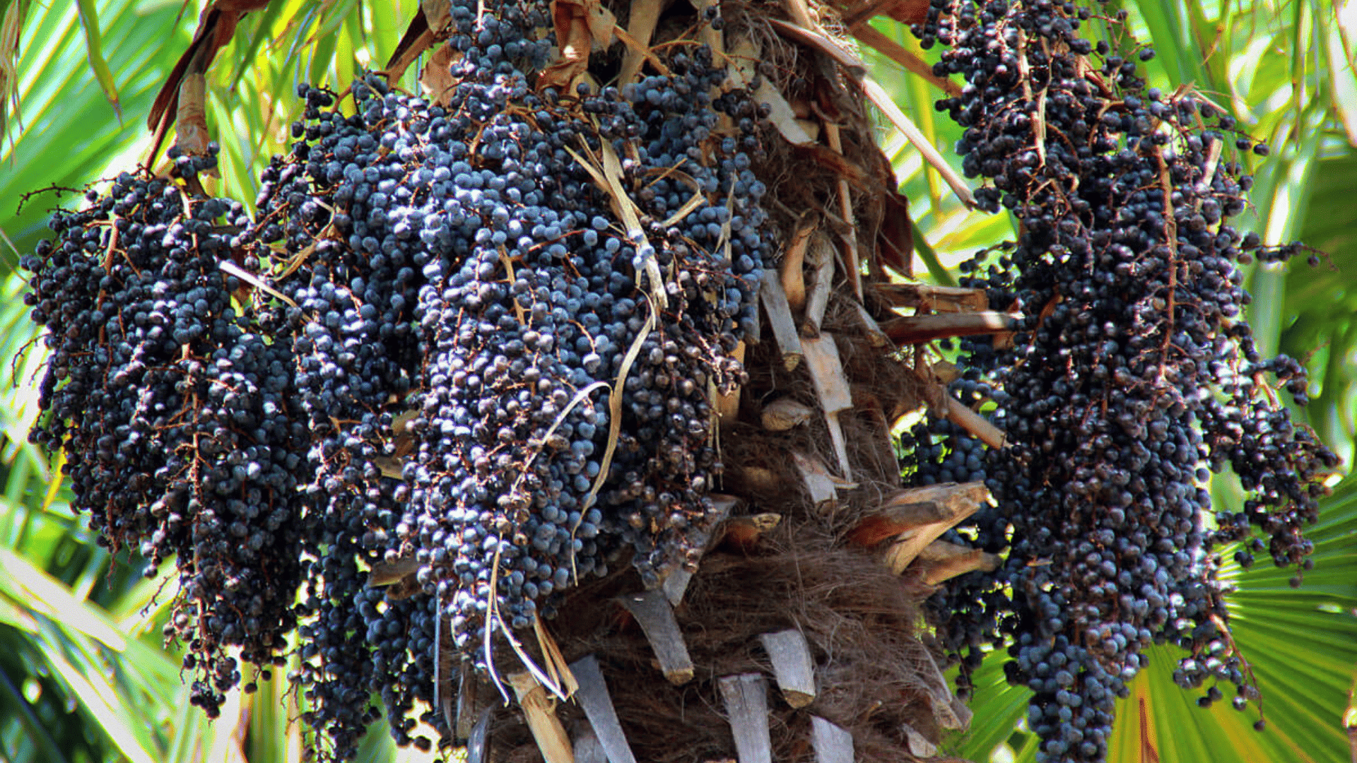 Acai