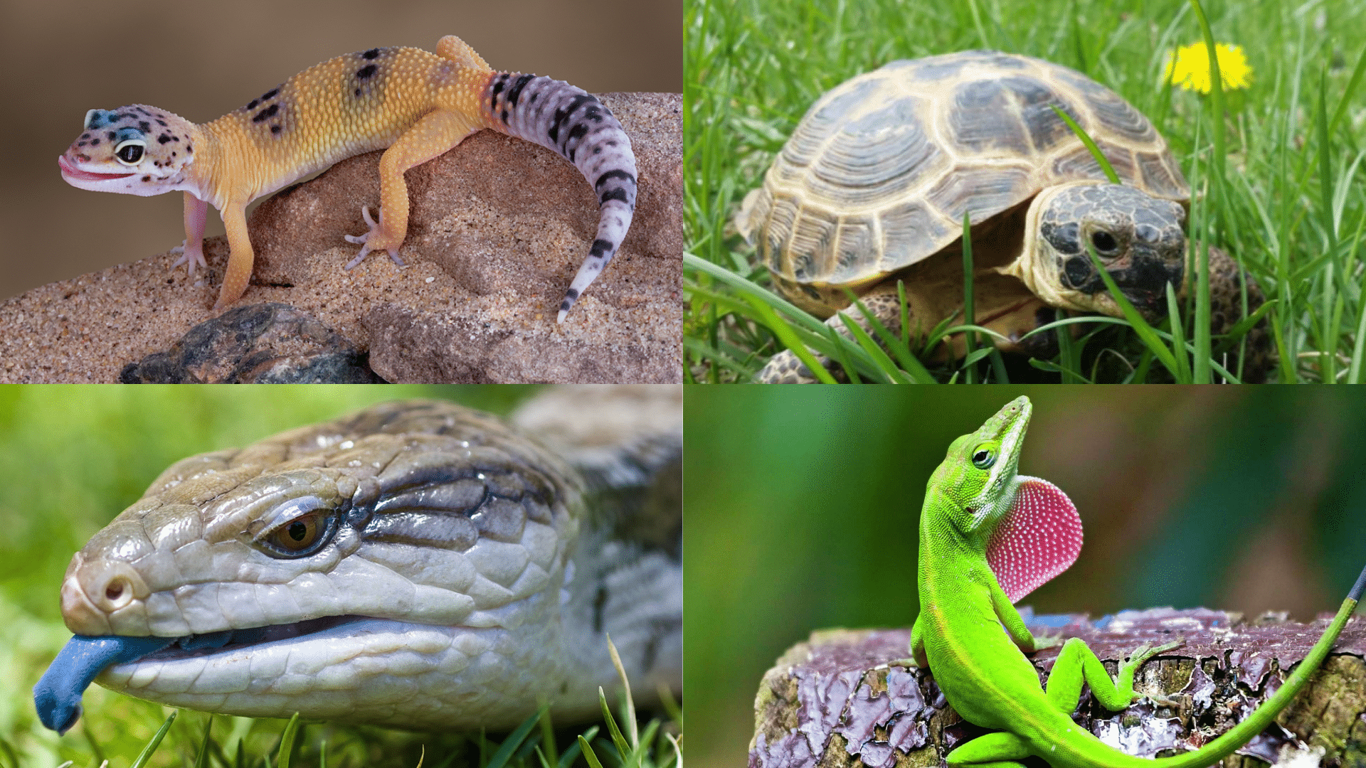 Additional Pet-Friendly Reptile Species
