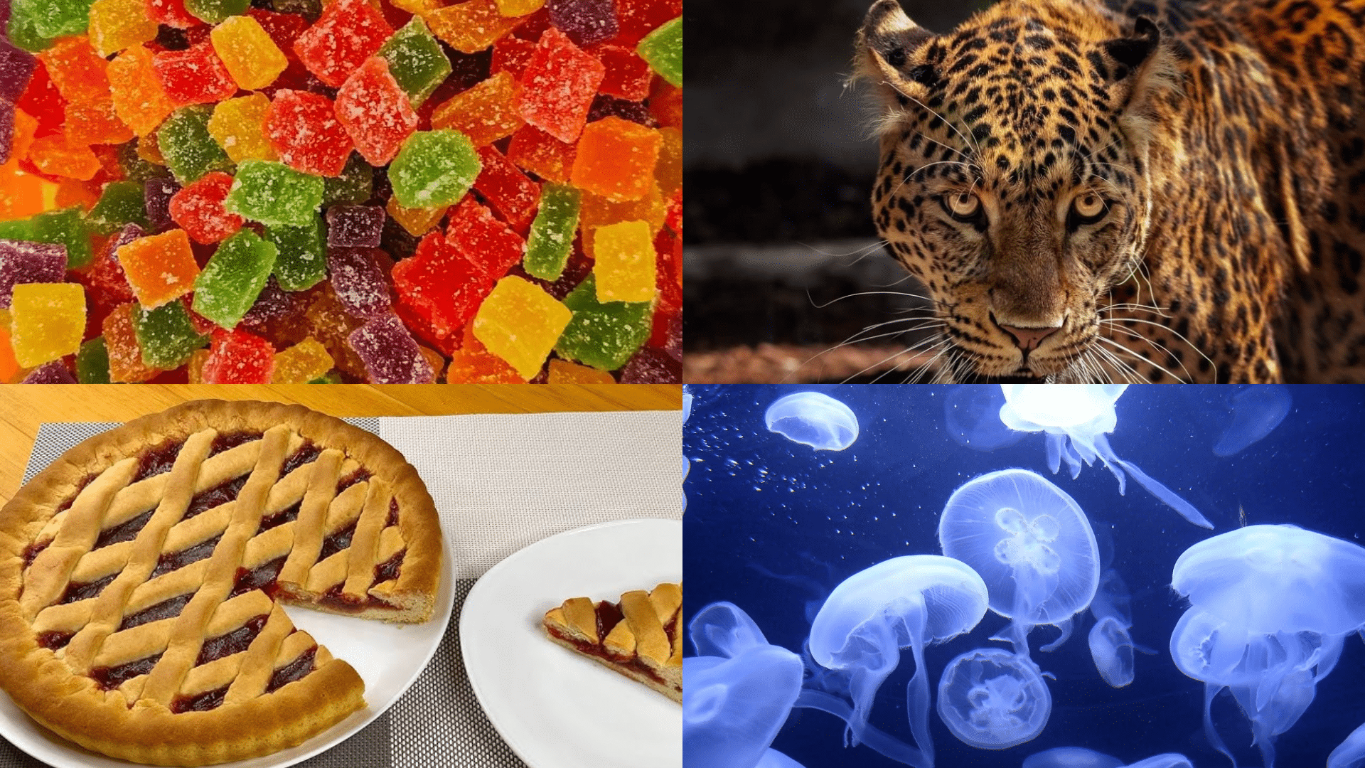 Animals_Foods_and_Natural_Wonders