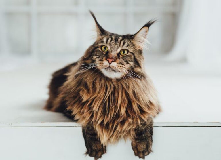 Are Maine Coons Good With Kids? What Every Parent Should Know