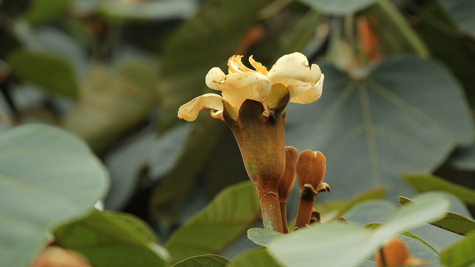 Balsa_Flower