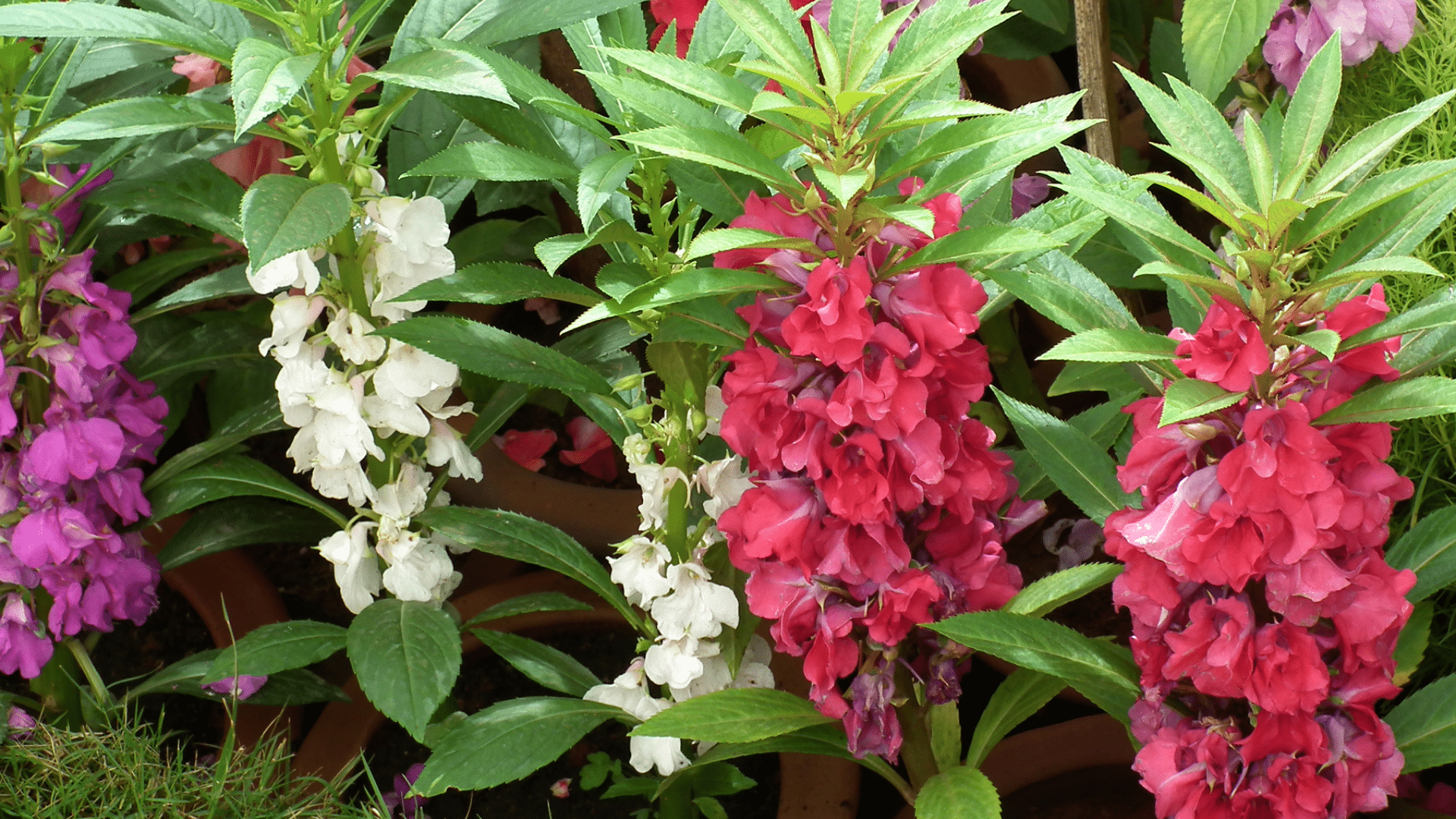 Balsam