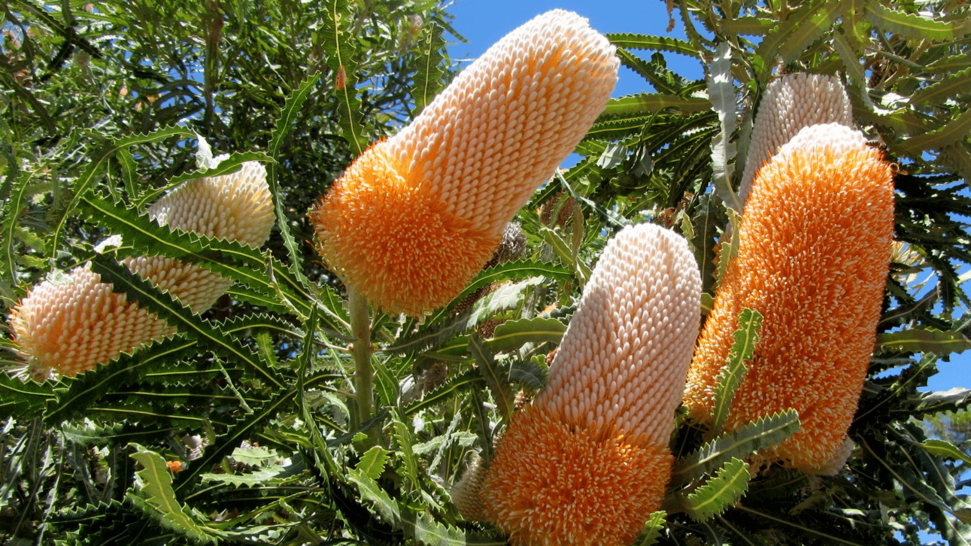 Banksia