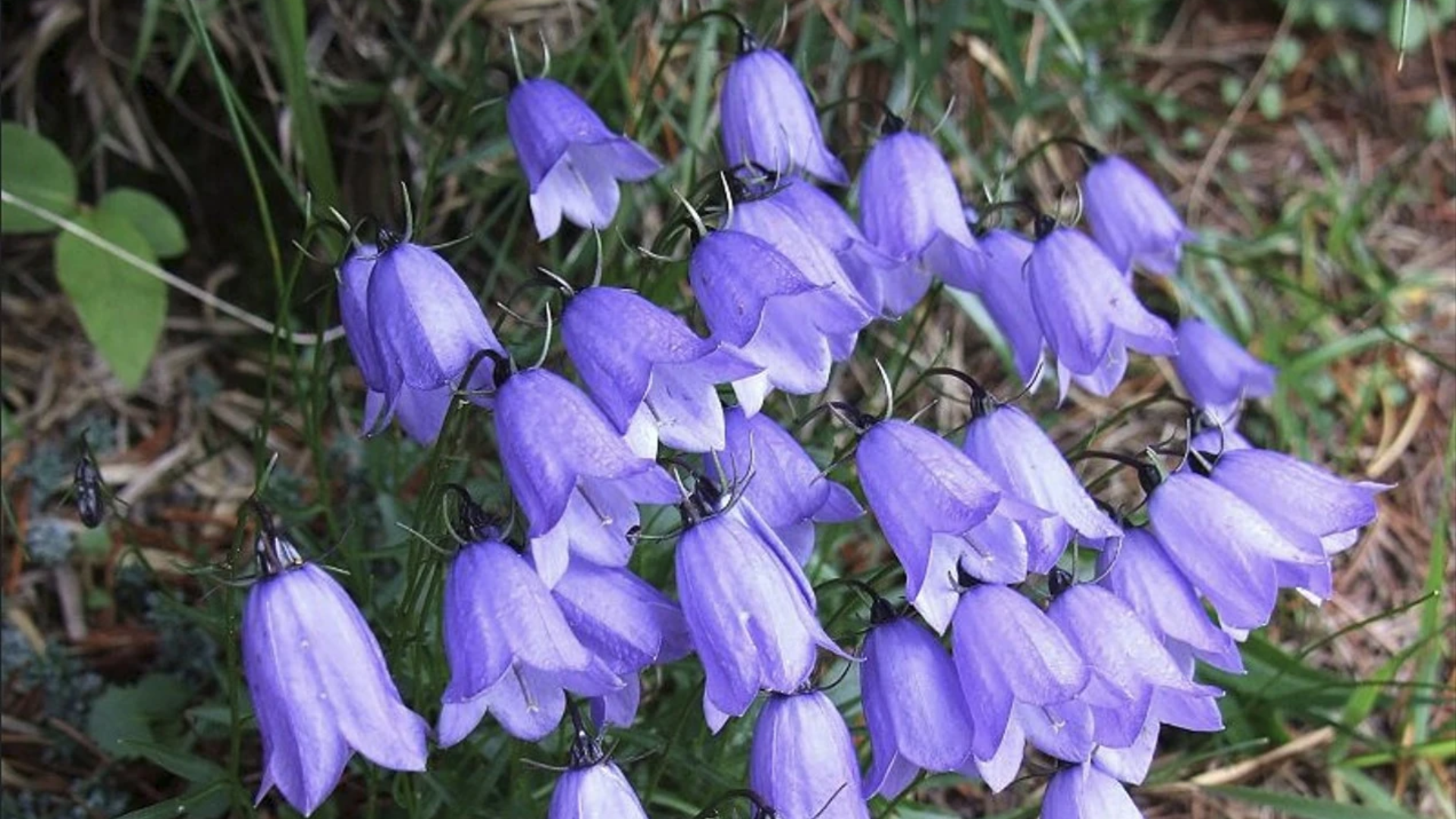 Bellflower