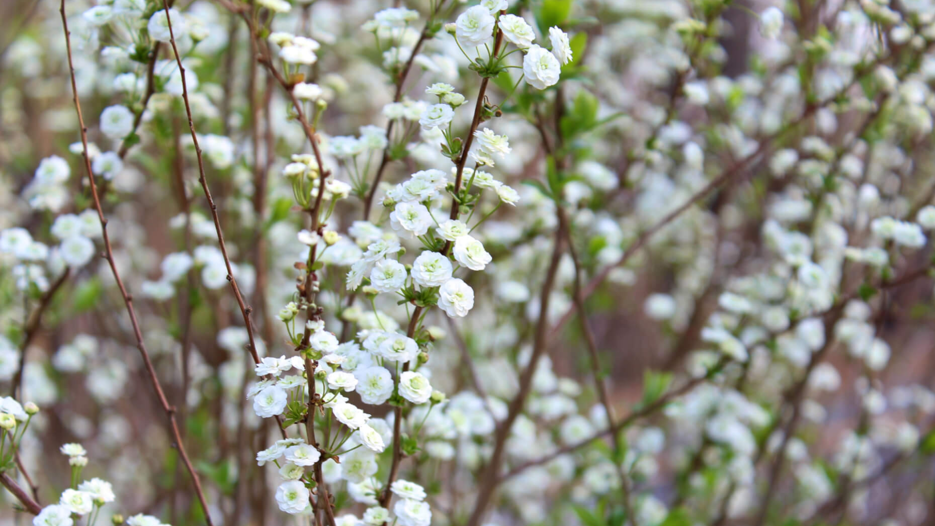 Bridal_Veil