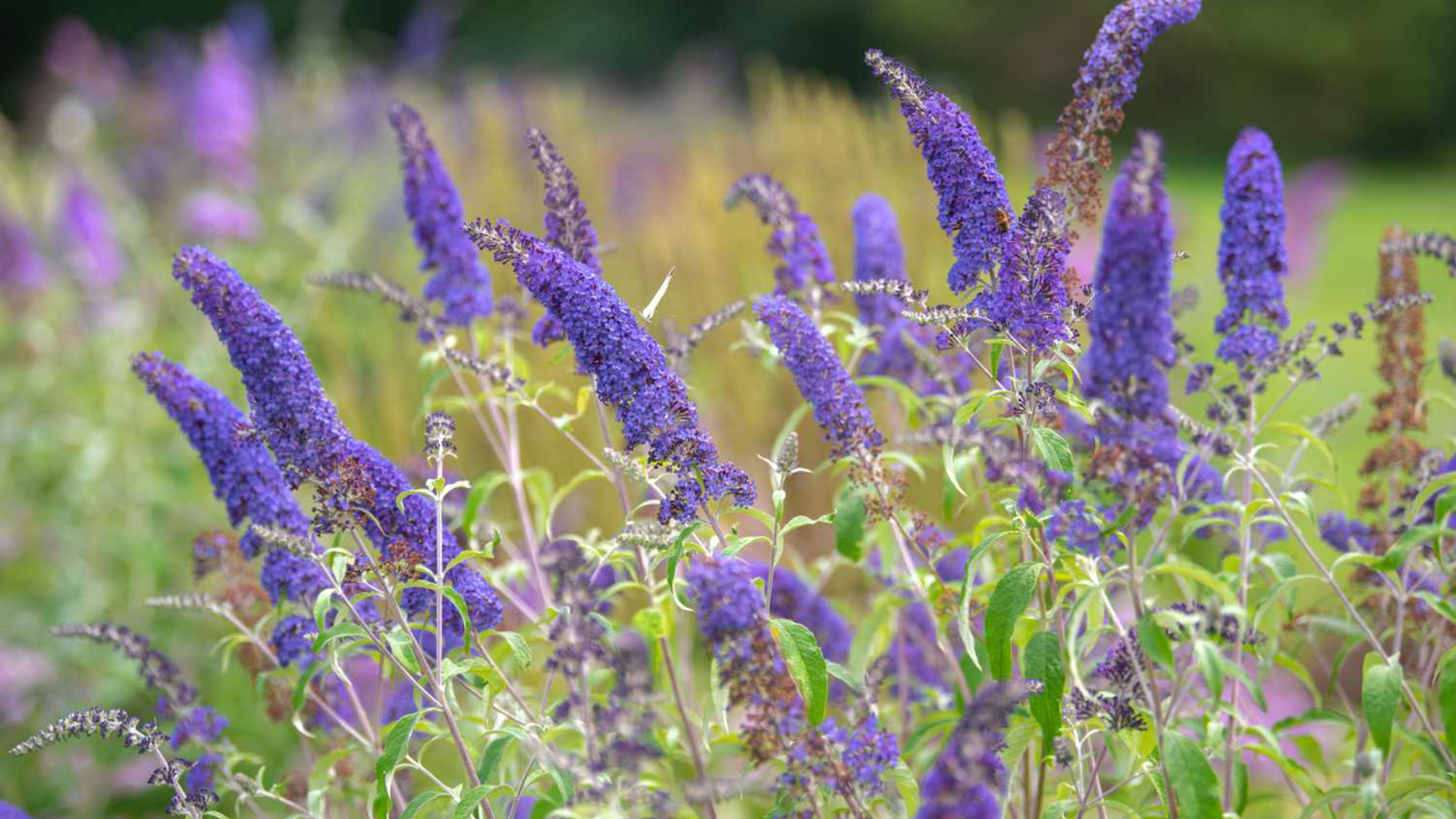 Buddleia