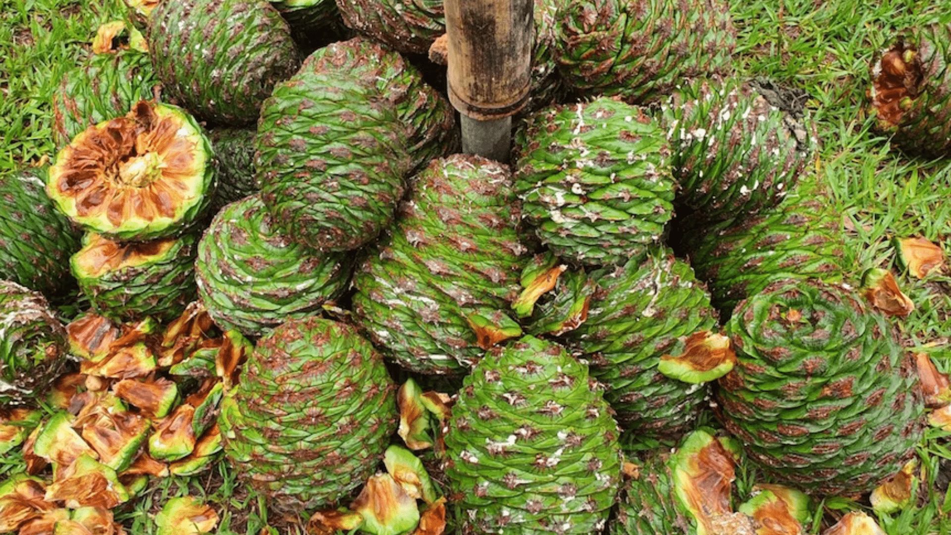 Bunya