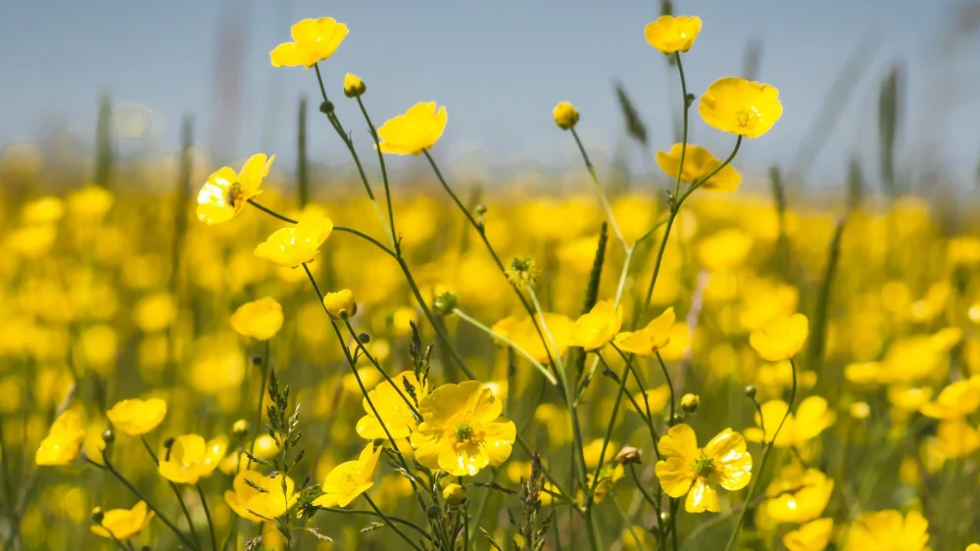 Buttercup