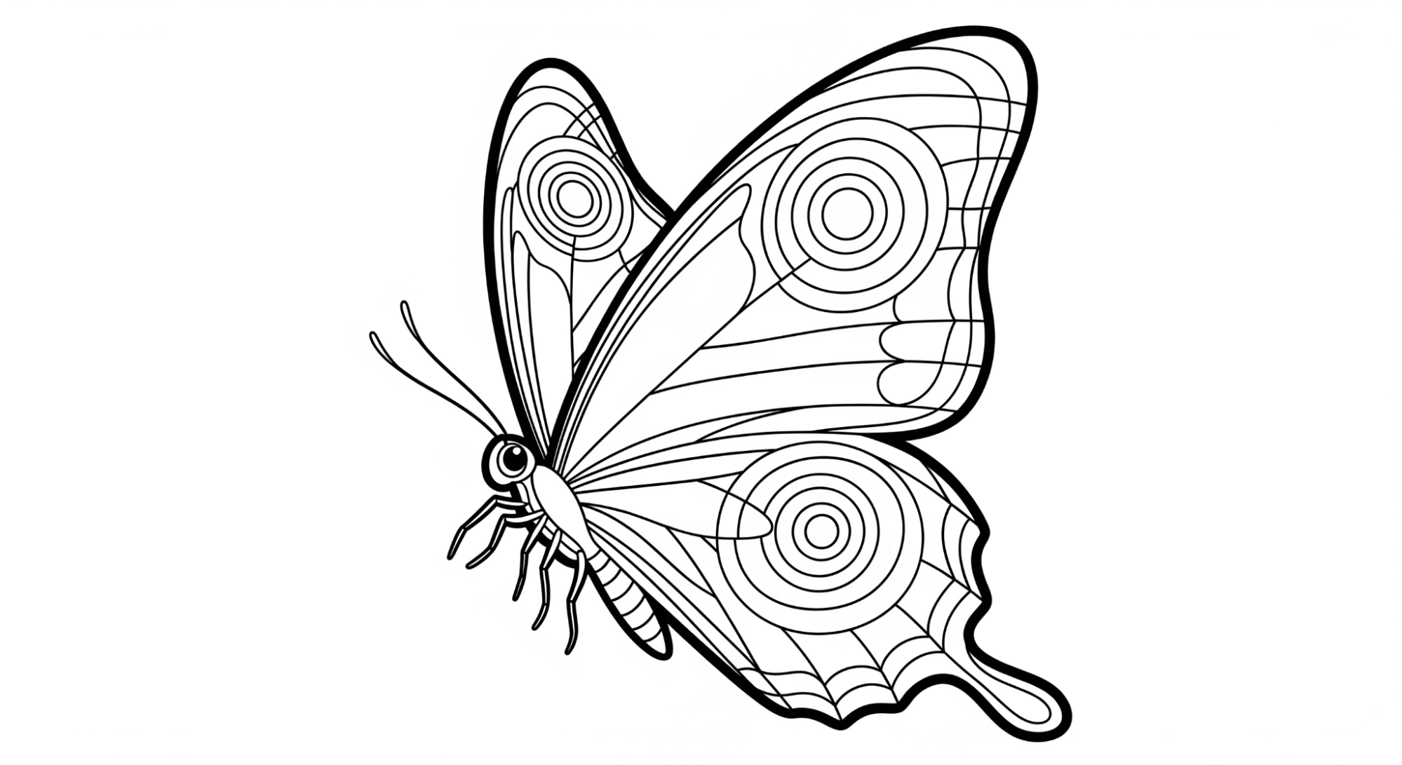 Butterfly_with_Concentric_Circles_on_Wings