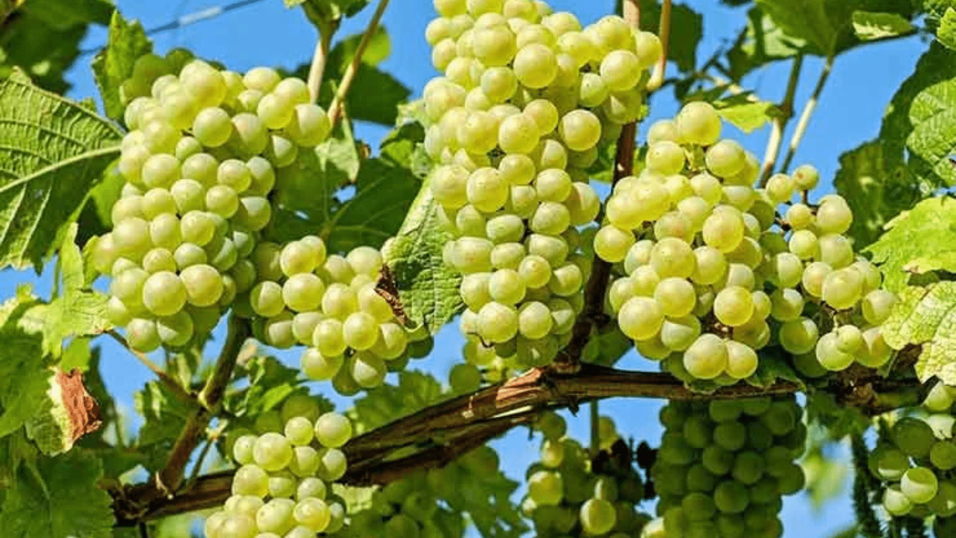 Grape