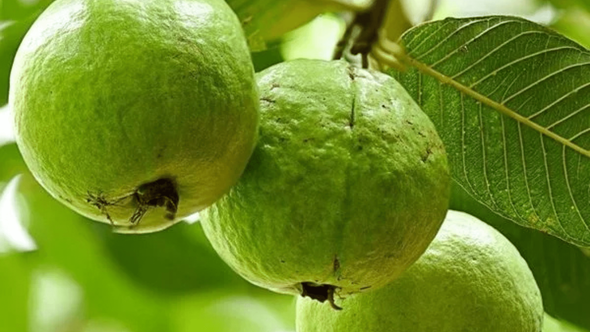 Guava